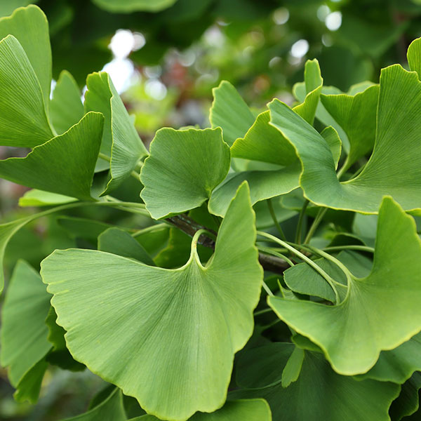 Gingko