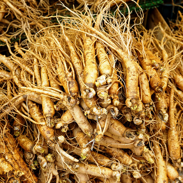 Roter Ginseng